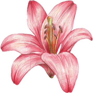 PinkLilyFlower emote for Discord