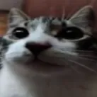 cat emote for Discord