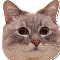 Sallamander emote for Discord