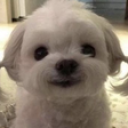 dog emote for Discord