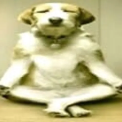 silly_wise_dog emote for Discord
