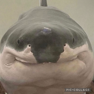 Shork emote for Discord