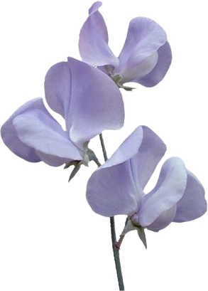Purple_Flower emote for Discord