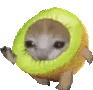 kiwicatrun emote for Discord