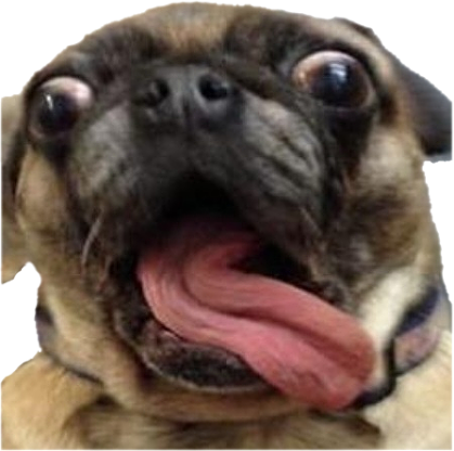 CrazyDog emote for Discord