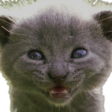 CatSmile emote for Discord