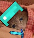 SadCatSleep emote for Discord