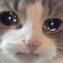 SadCat emote for Discord