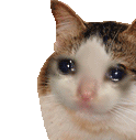 CatSad emote for Discord