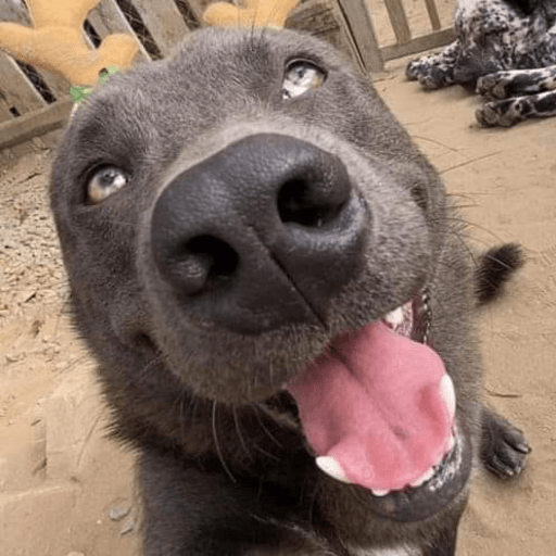 dog emote for Discord