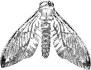 goth_skullmoth emote for Discord