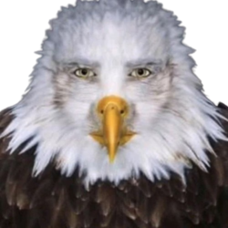cursed_eagle_stare emote for Discord