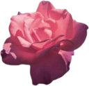 pink_rose emote for Discord