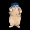 AnimierteDanceCat emote for Discord