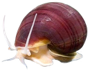 MysterySnail emote for Discord