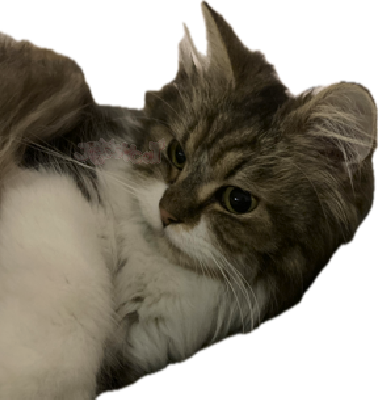 cutiecat emote for Discord