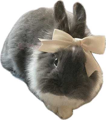 bunnyboww emote for Discord
