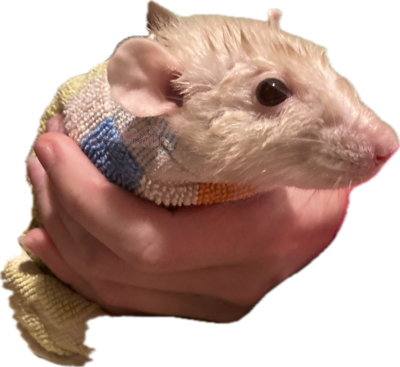aodarat emote for Discord
