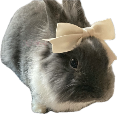 bunnybow emote for Discord