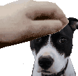 peanutpet emote for Discord