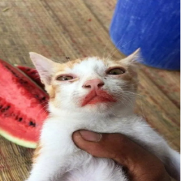 Watermelon_Cat emote for Discord