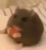 RattyRat emote for Discord