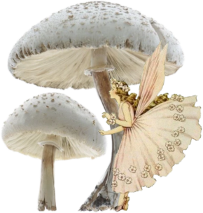 fairy_mushroom emote for Discord