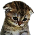 SadCat emote for Discord