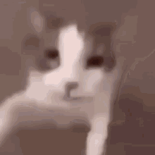 Catjump emote for Discord