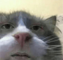 cutecatstare emote for Discord