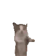 Happy_cat emote for Discord