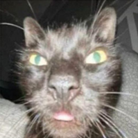 Cat_wej emote for Discord