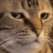 Cat_Bruh emote for Discord