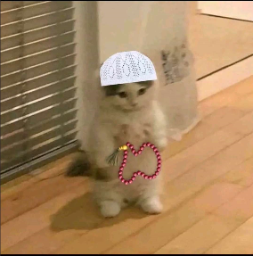 muslim_cat emote for Discord