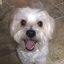 happycookie emote for Discord