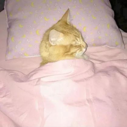 Sleepyduck emote for Discord