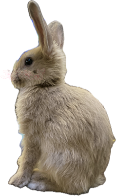 appleheadleft emote for Discord
