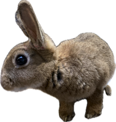 appleheadinterested emote for Discord