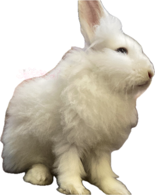 whitebunnyofjessy emote for Discord