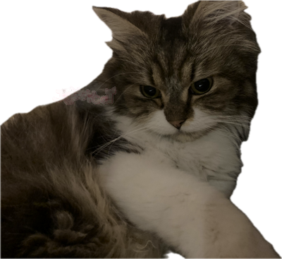 sweetcat emote for Discord