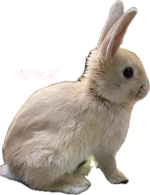 appleheadright emote for Discord