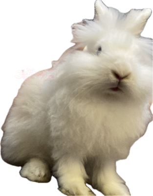 whitebunnyofme emote for Discord