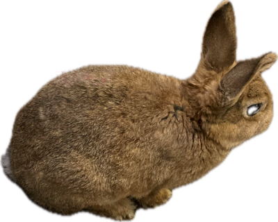 ourbunnycute emote for Discord