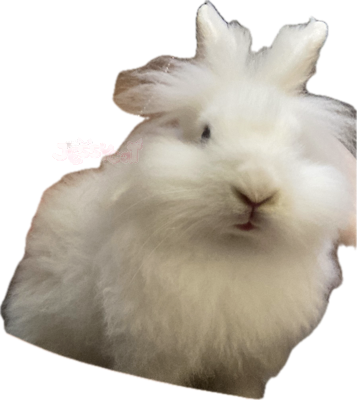 whitebunnyofmine emote for Discord