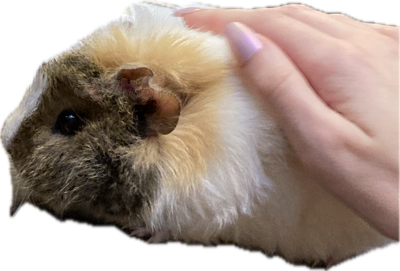 hamsterpat emote for Discord