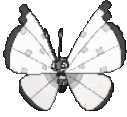 flutter_butterfly emote for Discord