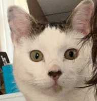 CatscuseMe emote for Discord