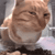 sideeyecat emote for Discord