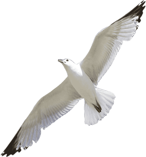 taylor_seagul emote for Discord