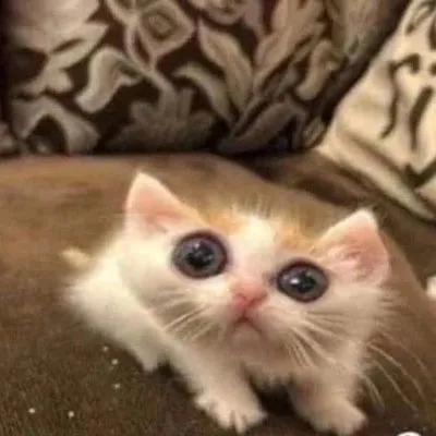 goffycatmeme emote for Discord